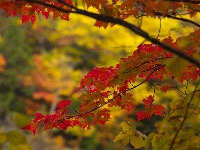 SLf253 Carrabassett Foliage