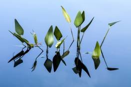 SLf324 Broadleaf Arrowhead SLf324 Broadleaf Arrowhead