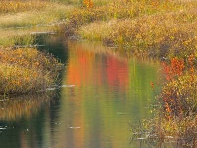 SLf46 Stream Reflections