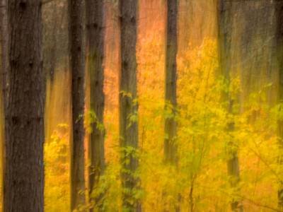 SLf482 Pine Trunks with Yellow Understory