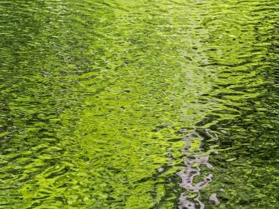 SMsp49-Spring Green Reflection