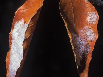 WI29 Beech Leaves with Snow