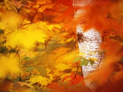 WMf2 Birch in Foliage