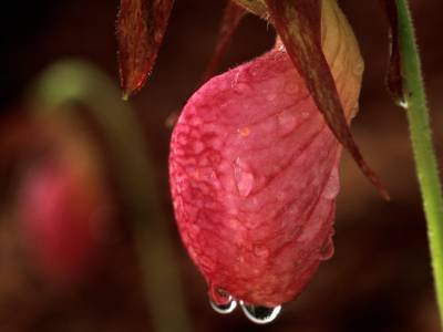 WNsp12 Pink Lady Slipper with rain drop