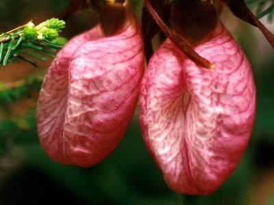 WNsp17 Pair of Pink Lady Slippers