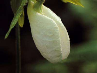 WNsp19 White Lady Slipper