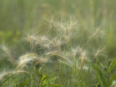 WNsu29 Marsh Grass Stems