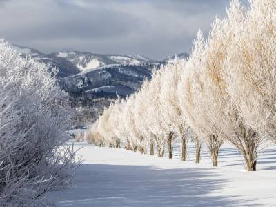 IDW20-162-Winter-Willow-Line-on-Road-6000-with-Big-Hole-Mountan, Victor, Idaho IDW20-162-Winter-Willow-Line-on-Road-6000-with-Big-Hole-Mountan, Victor, Idaho