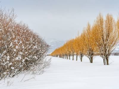IDw20-116-Tree-line-with-Snowy-Companion-Victor, ID IDw20-116-Tree-line-with-Snowy-Companion-Victor, ID