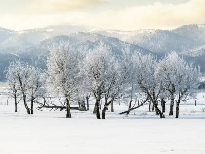 IDw20-139-Frosty-Trees-with-Palisade-Mountain-Range-background, Victor, Idaho IDw20-139-Frosty-Trees-with-Palisade-Mountain-Range-background, Victor, Idaho