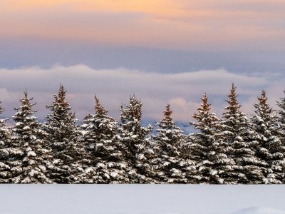IDw21-131-Evergreen-Row-on-Jackpine-Road IDw21-131-Evergreen-Row-on-Jackpine-Road