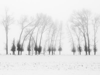 IDw24-14-Trees-in-Fog-4000-north IDw24-14-Trees-in-Fog-4000-north