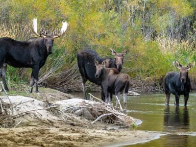 WY18f28-Moose Family, Teton River, ID WY18f28-Moose Family, Teton River, ID