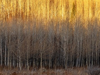 Wyf23-32-Teton-Canyon-Aspen-Colony Wyf23-32-Teton-Canyon-Aspen-Colony