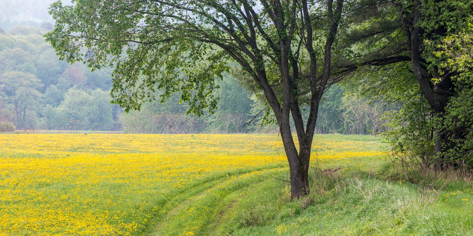 Dandelion Field with Overhanging Tree
