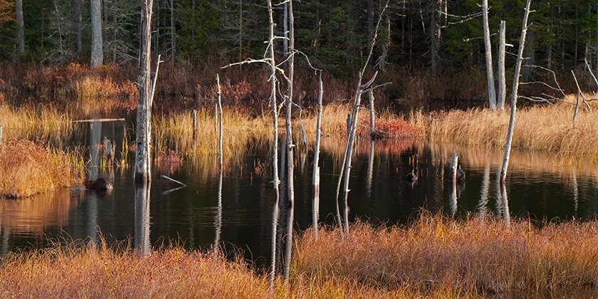 Bog on Long Falls Dam Rd