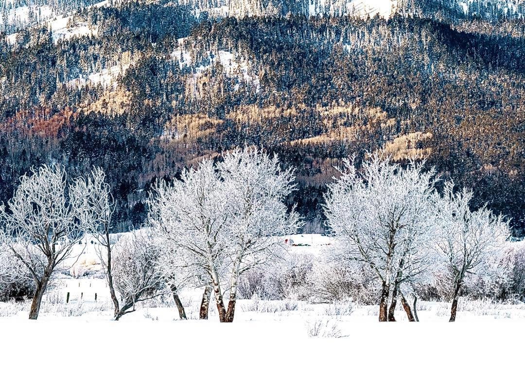 Frosty trees backed by the Big Hole Mountains along Fox Creek in Teton Valley, Victor, Idaho. #tetonvalleyidaho #victoridaho #orcuttphotography #bigholemountains #foxcreek