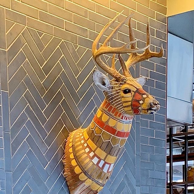 A ring-necked, muzzle-banded urban deer, only found in the Minneapolis, MN area. #minneapolismn #orcuttphotography #antlers #unusualdeer #hewinghotel