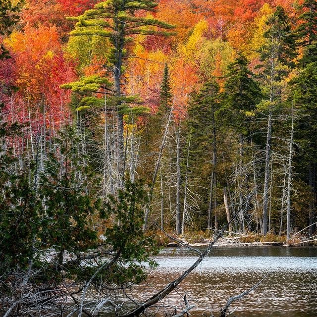 Big White Pine at Grindstone Pond north of KIngfield, Maine a few weeks ago. #kingfieldmaine #grindstonepond #orcuttphotography #mainetheway #mainephotography #autumnphotography