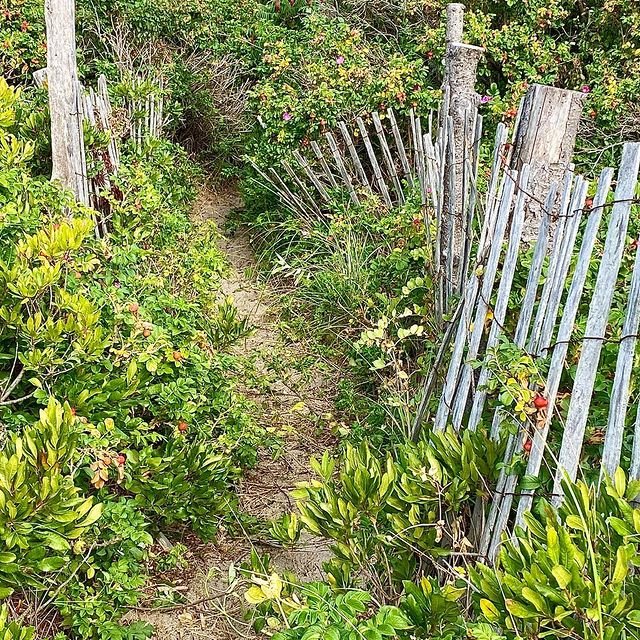 Path on Hermit Island this weekend. Two nights in the Sprinter were a good time and provided some time away from home! #sprintervan #orcuttphotography #hermitisland #mainephotography