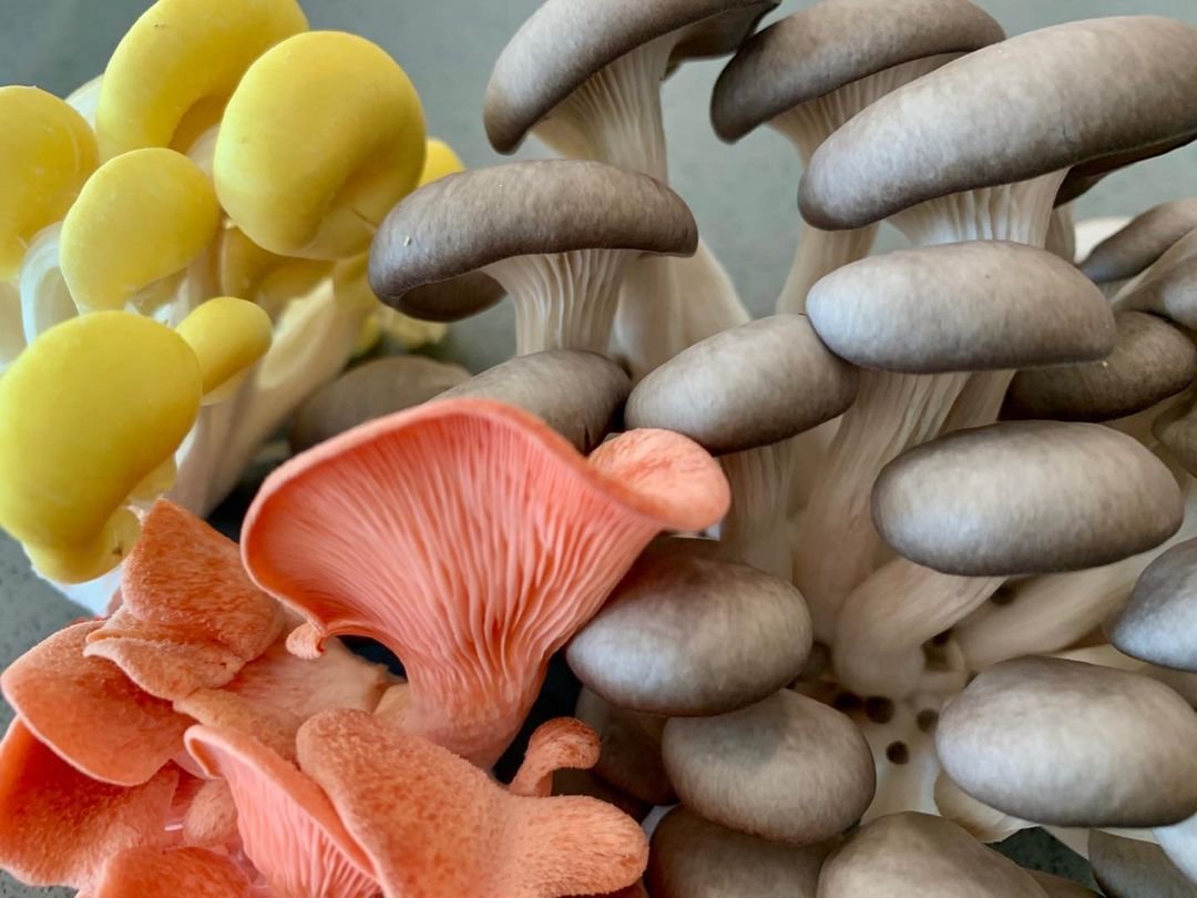 Mushrooms from Moorit Hill Farm in Troy, Maine. We visited the Farmer’s Market in Skowhegan this morning to pick up provisions for next week. Most of the booths are from small specialty farms offering great produce. Exciting to see these agricultural entrepreneurs succeeding in this part of the country! #moorithillfarm #skowheganmaine #farmersmarket #mushrooms #orcuttphotography #mainetheway #mainephotography