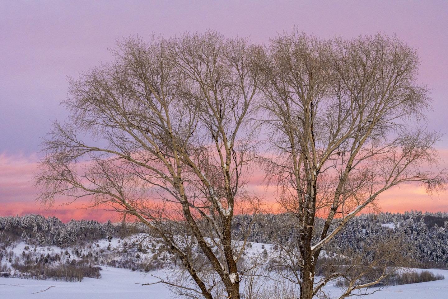Reflected sunset through trees off Jackpine Road on the Tetonia to Ashton Scenic Byway in Teton Valley, Idaho. With a preponderance of overcast, snowy days these past few weeks, we finally experienced a real sunset two days ago. #jackpineroadidaho#orcuttphotography #bestofthegemstate #tetonvalleyidaho #orcuttphotography.danstpeter.com