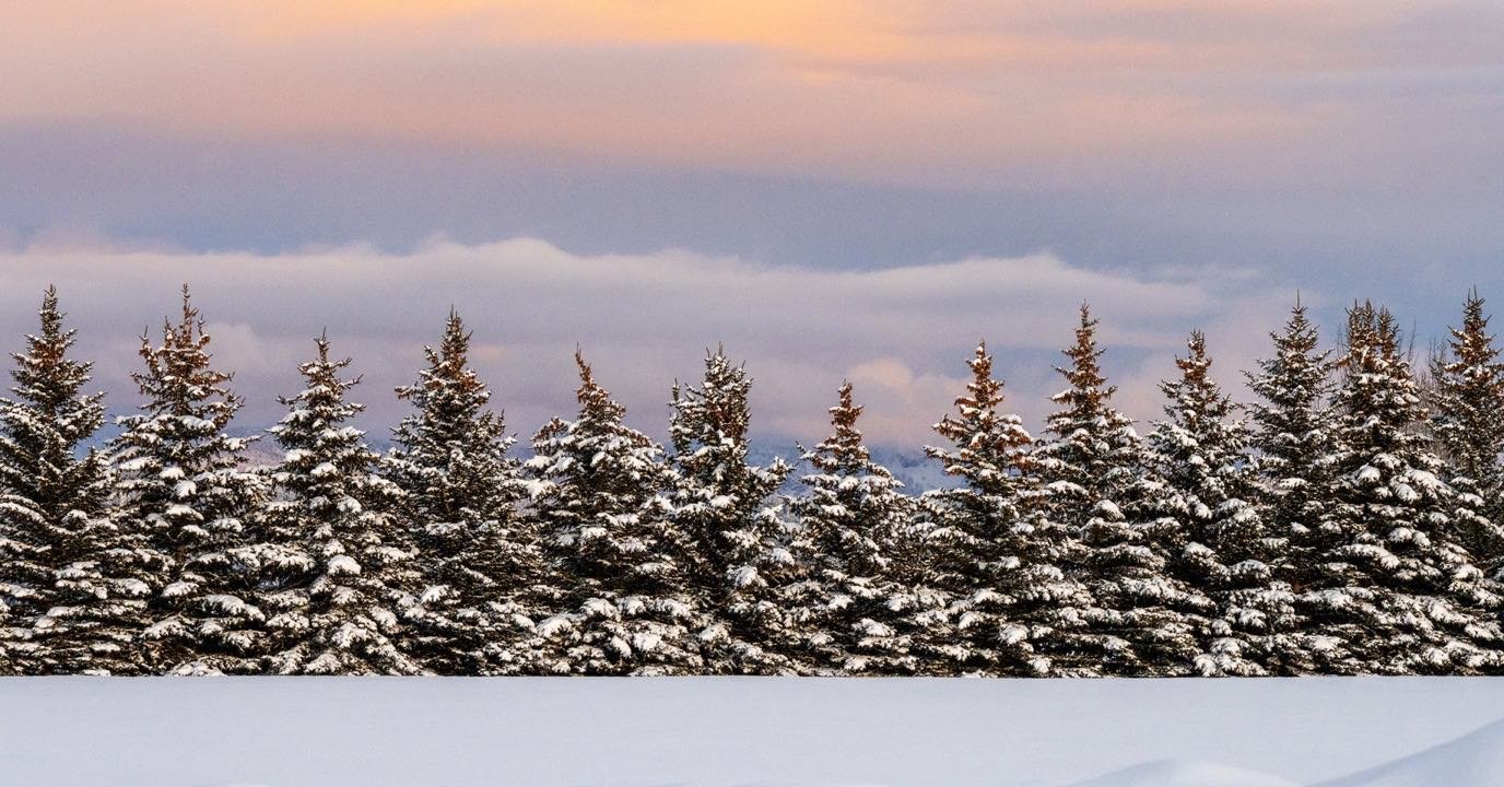 Windbreak hedgerow on Jack Pine Road off the Tetonia to Ashton Scenic Byway in eastern Idaho. A dramatic sunset is reflected in the eastern sky. #tetoniaashtonscenicbyway #jackpineroad #orcuttphotography.danstpeter.com #tetonvalleyidaho #bestofthegemstate