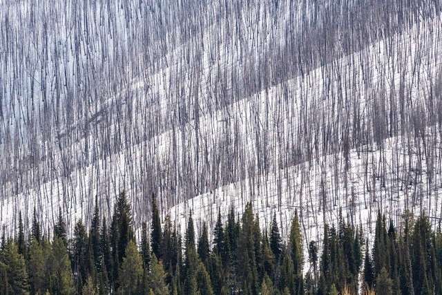 Like a topographic map laid over the landscape, the charred tree trunks from the 2018 Roosevelt Forest Fire in the upper Hoback River area in Wyoming articulate hillside layers above the valley floor. The wildfire burned over 60,000 acres in the Bridger-Teton National Forest and surrounding territory. #orcuttphotography.danstpeter.com #rooseveltforestfire #upperhobackvalley #wyomingtopography #sprintervantookusthere #vanlife #gnarwagon #winnebagorevelvan