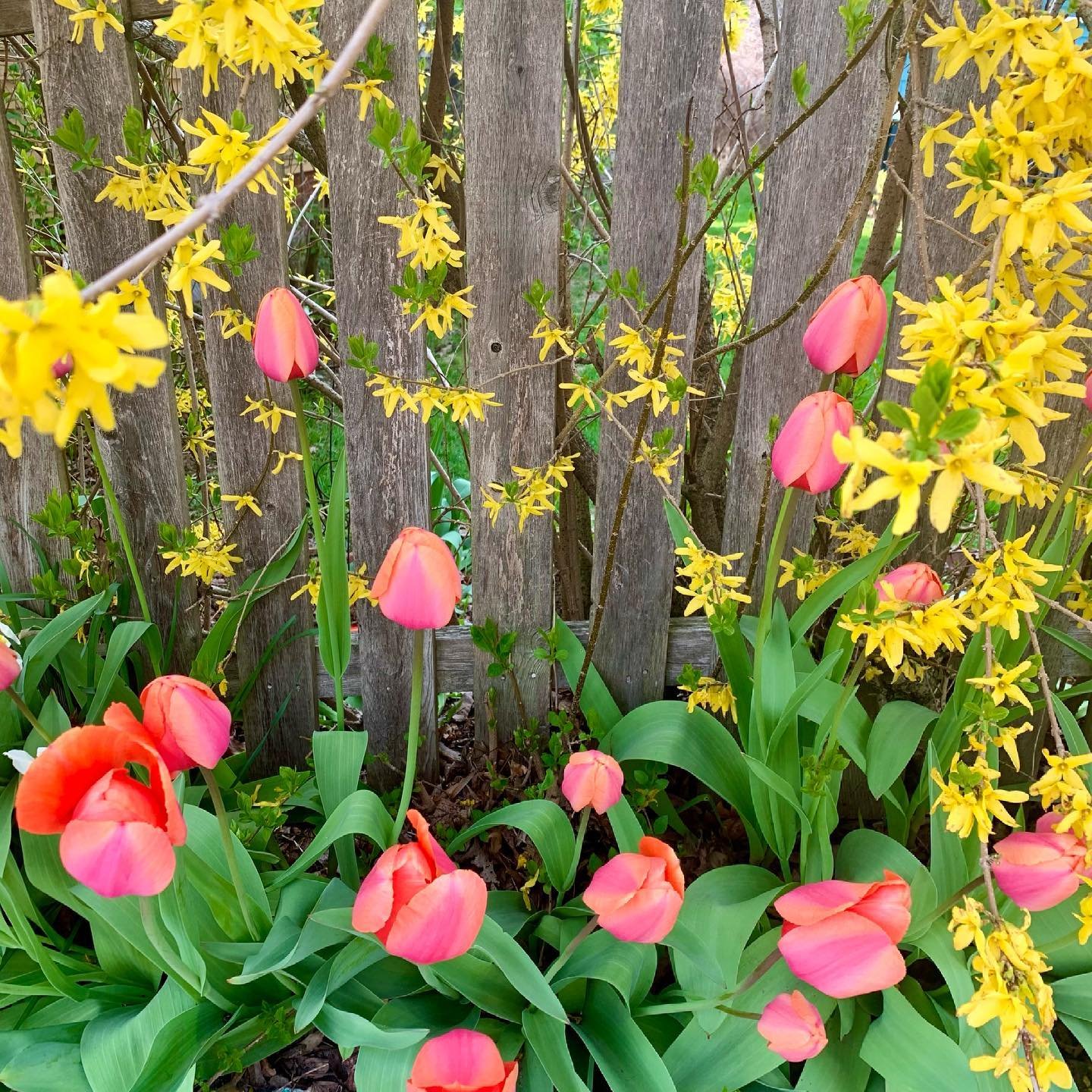 Spring in Portland, Maine is in full bloom on Fox Street. #orcuttphotography.danstpeter.com #portland@mainespringtime #springcolors