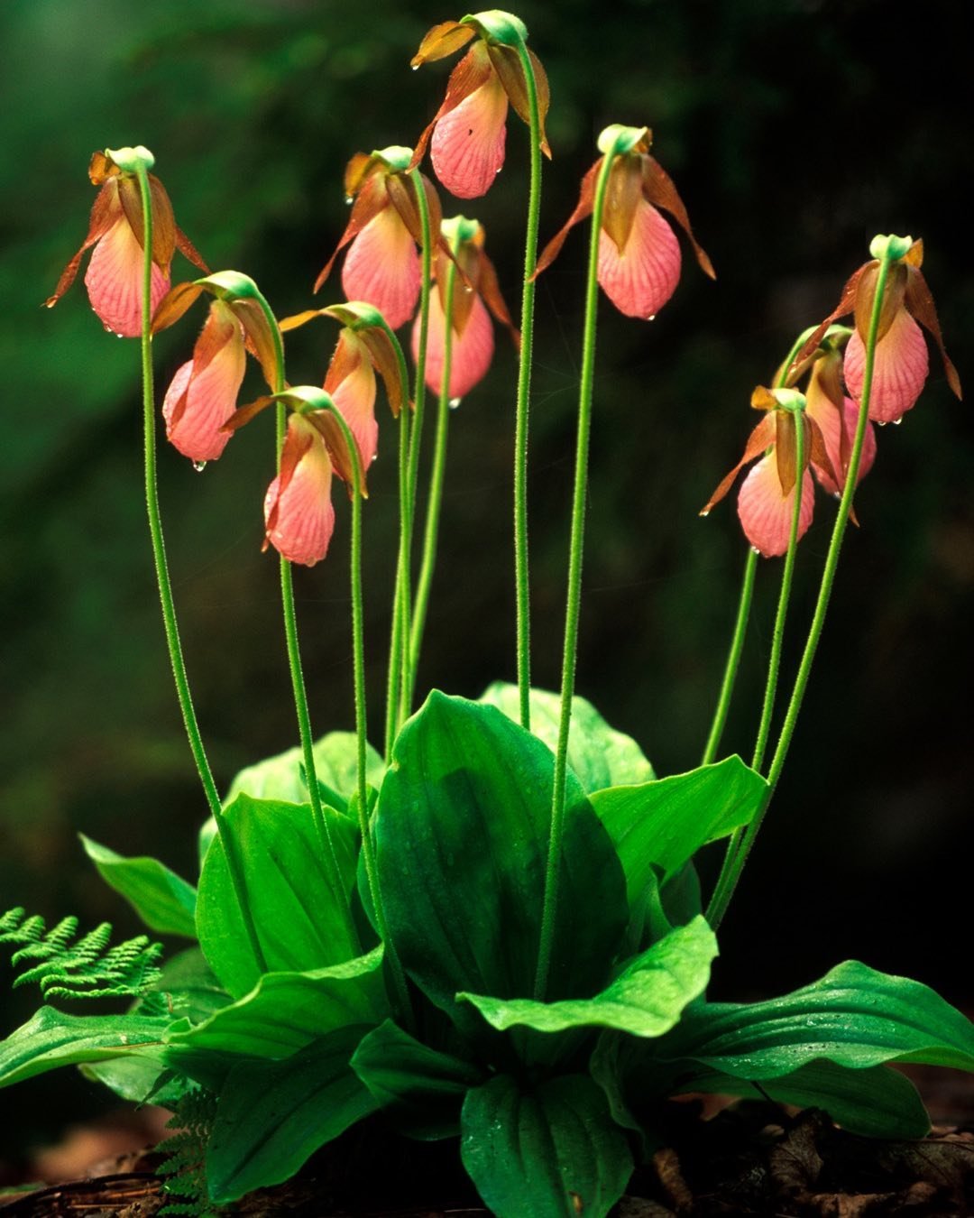 This big Lady Slipper plant at Wolfe’s Neck State Park in Freeport, Maine was in bloom every year I visited those woods. It is the largest number of flowers I have ever seen on a single plant. #wolfesneckstatepark #freeportmaine #InspiredWithHasselblad #orcuttphotography.danstpeter.com #ladyslippers #endangeredplants