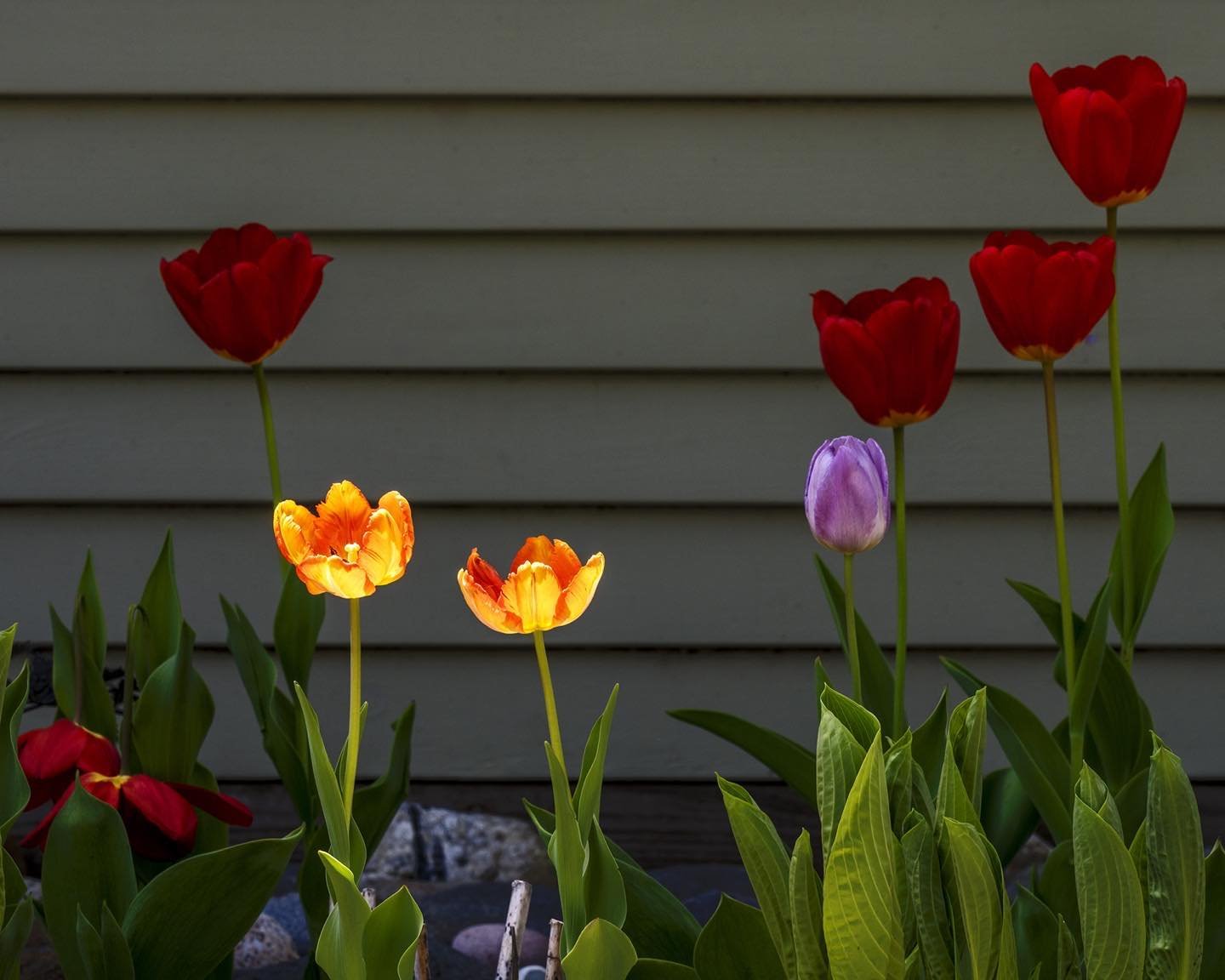 Tulips in late afternoon sunlight against a dark wall. The orange ones looked as if they were fitted with light bulbs! #tulips #wickedtulipsflowerfarm #orcuttphotography.danstpeter.com #kingfieldmaine
