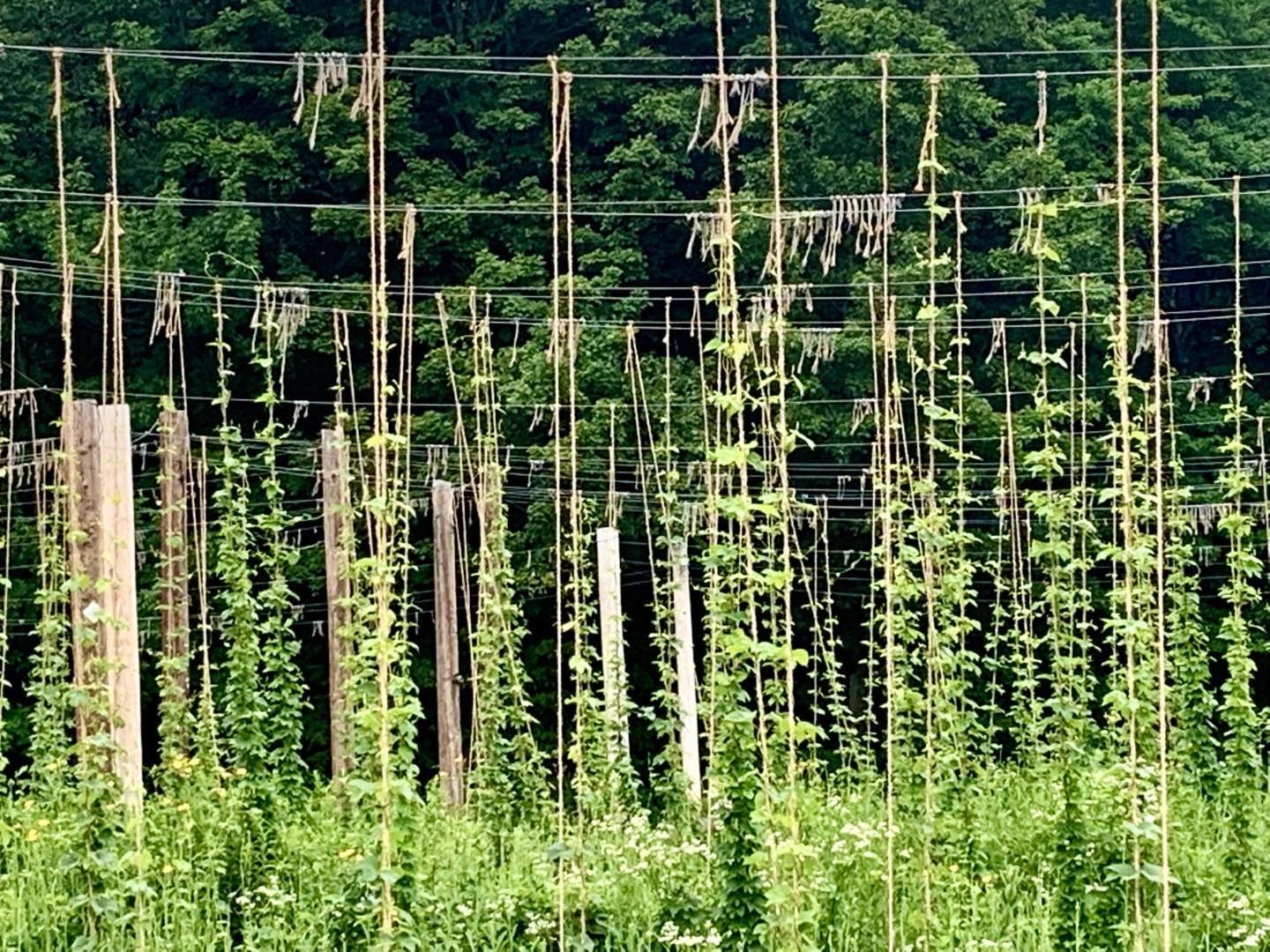 Hops Field at Bigelow Brewing Company, Norridgewock, Maine. We enjoyed an evening there last week, chatting with the owners and meeting folks from other places. Good brew, company and ambience! #bigelowbrewingcompany #noridgewockmaine #hopsfield #orcuttphotography #summerinmaine