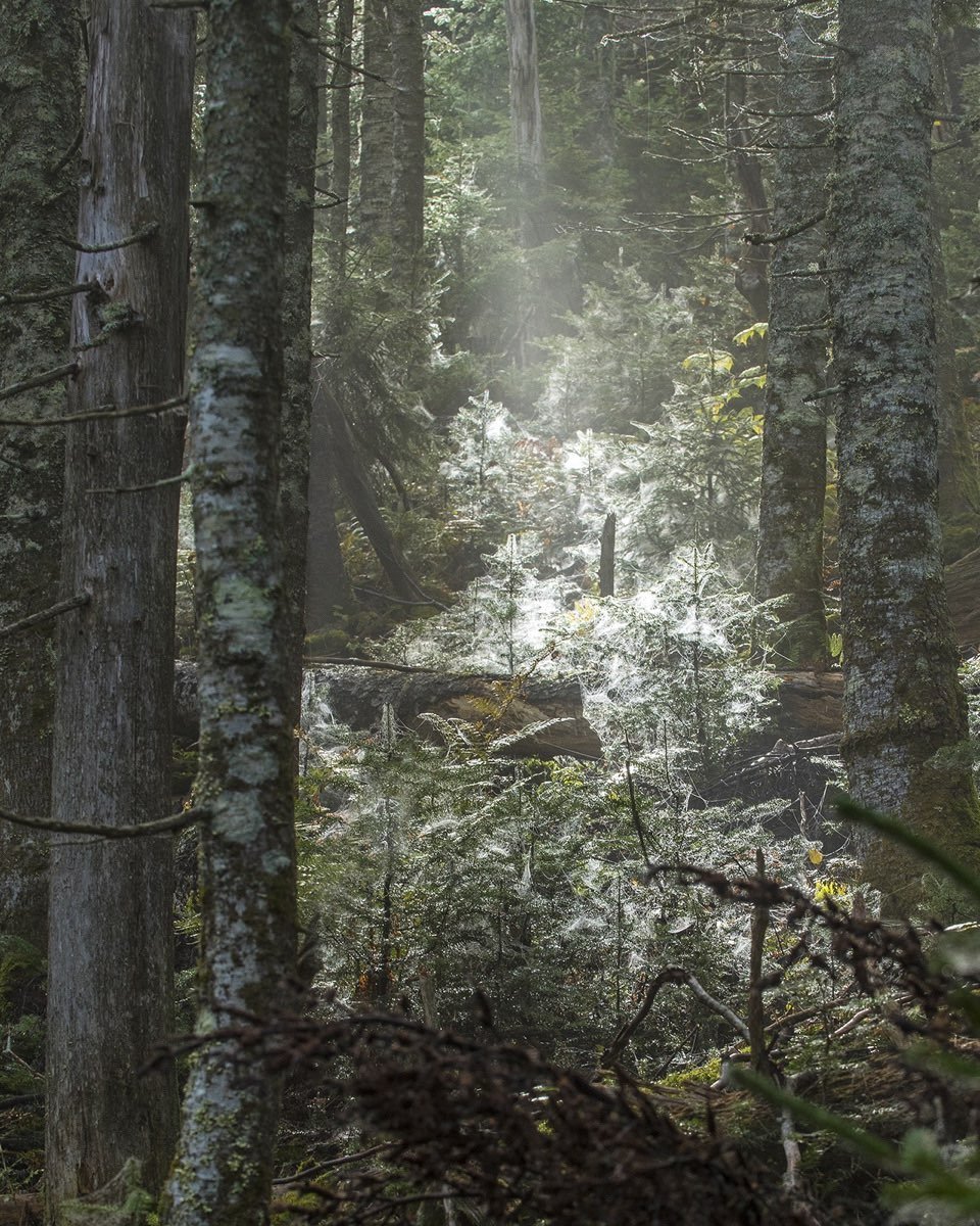 Another photo of the big spider web colony. This was an isolated phenomenon, which made it all the more noticeable and unusual as we hiked through the woods. #spiderwebcommunity #orcuttphotography #mainebaturephotography #mtabraham #kingfieldmaine