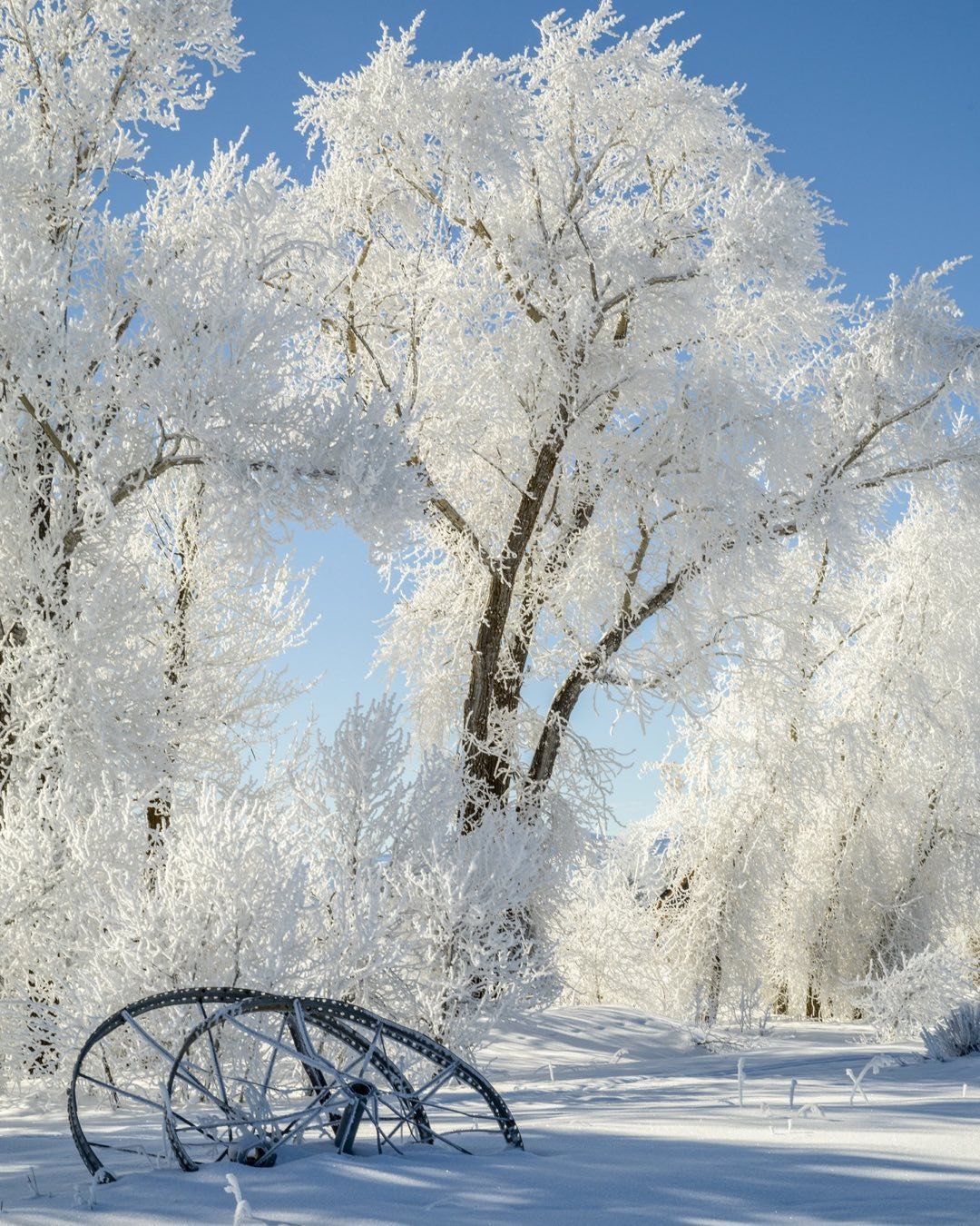 Cottonwoods, defined by heavy frost, line the channel of the Grand Teton Canal in Driggs, Idaho. #Tetonvalleyidaho #grandtetoncanal #driggsidaho #bestofthegemstate #orcutt photography.com #cottonwoodway