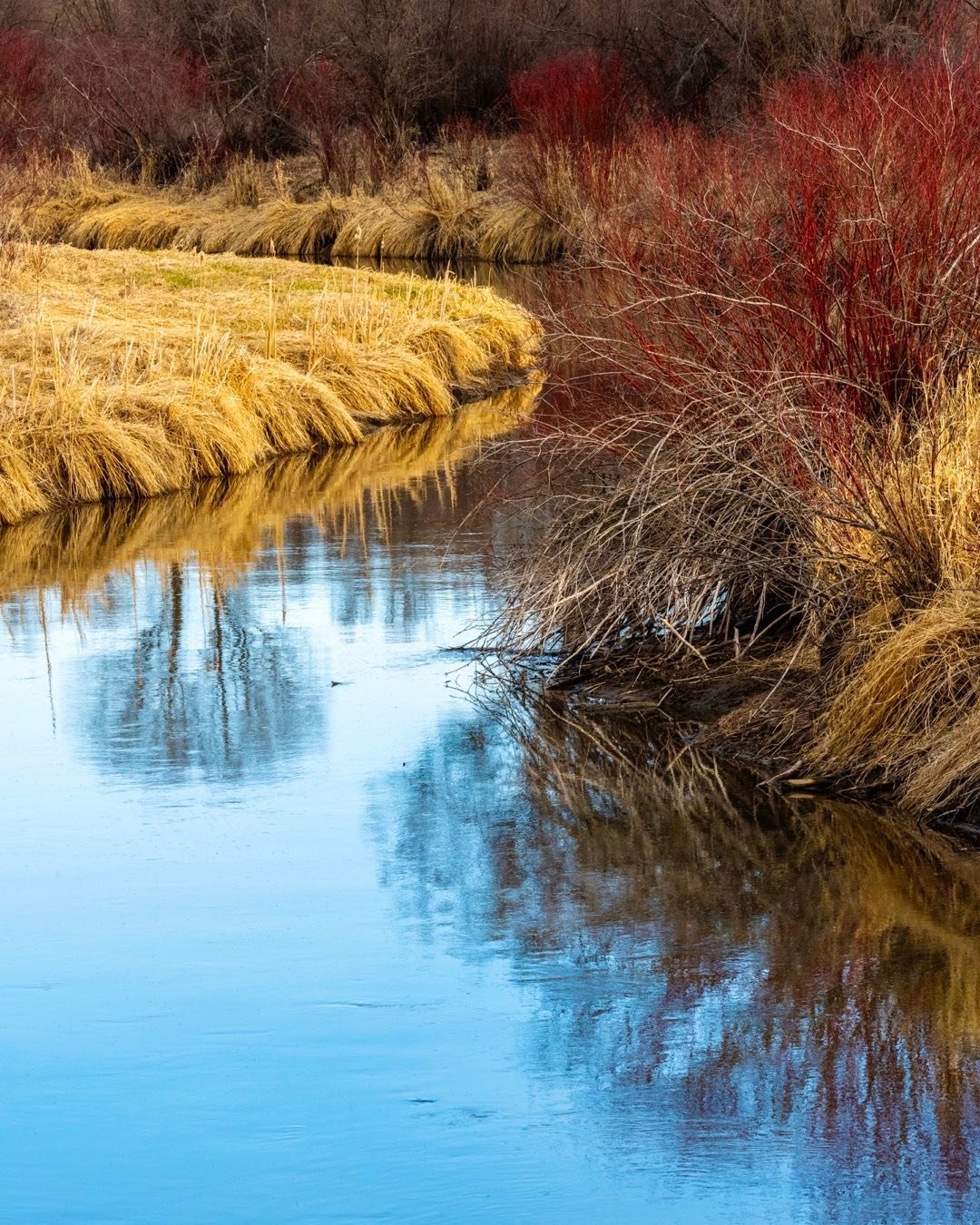 Spring is on its way in eastern Idaho. Winter color seems more intense as it awaits the green hues of springtime along the edges of Rainey Creek in Swan Valley. It won’t be long now with these warm days. #swanvalleyidaho #raineycreek #bestofthegemstate #easternidaho #orcuttphotography