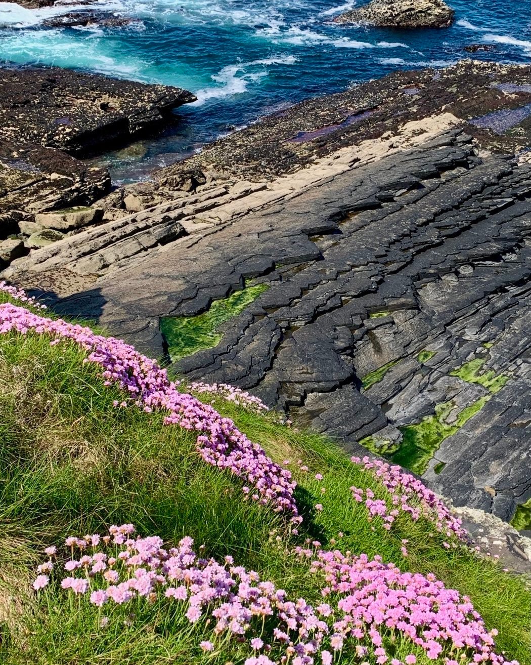 Walk along to top of the Cliffs of Moher in Ireland today. Sea pink and eroded limestone. Note the saw tooth pattern in the rock layers. #cliffsofmoher #seapink #orcuttphotography doolinireland burren&cliffsofmoherUNESCOglobalgeopark #northcountyclareireland