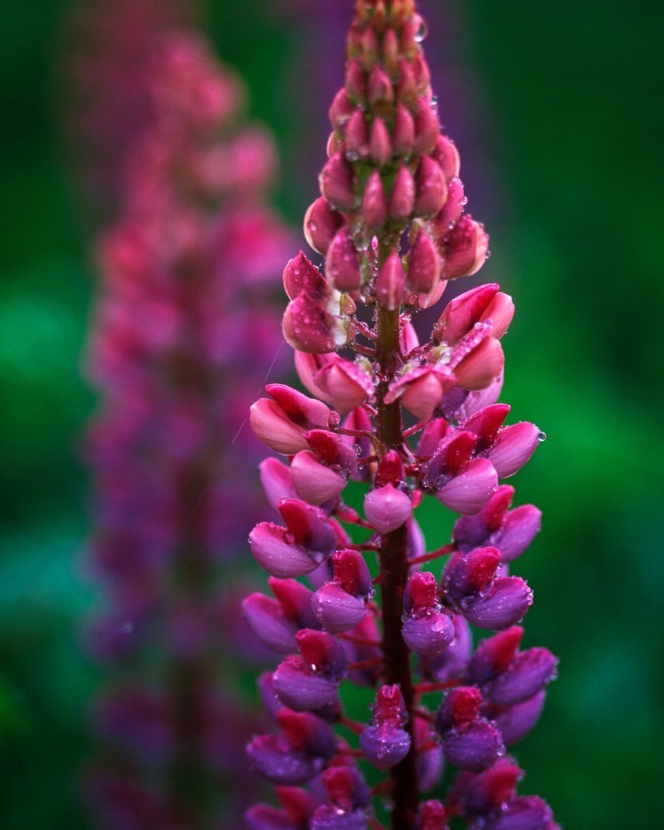 Lupine season in Maine. #lupinemaine #orcuttphotography #kingfieldmaine