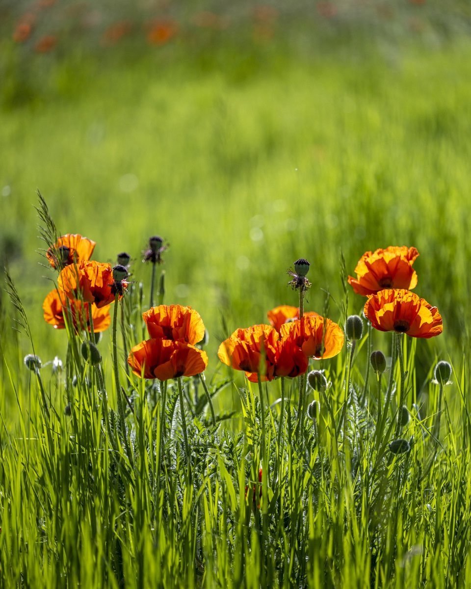 Poppies on State Line Road on the Wyoming-Idaho border, backlit in late afternoon bright sunlight. The light here at elevation about 6,000 feet is more intense  at this time of the year than we anticipated. It creates great visual experiences, but requires adjustments from our normal photographic experiences. #driggsidaho #bestofthegemstate #orcuttphotography #tetonvalleyidaho #idahowildflowers