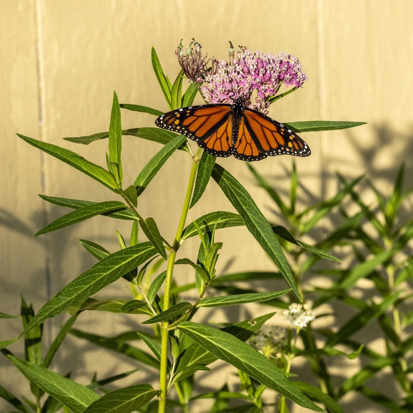 Monarch on Butterfly Weed (Milkweed variant) at the back of Rolling Fatties barn in Kingfield, Maine. Monarchs depend on Milkweed for their entire life cycle. #monarchbutterfly #rollingfatties #kingfieldmaine #orcuttphotography #milkweed