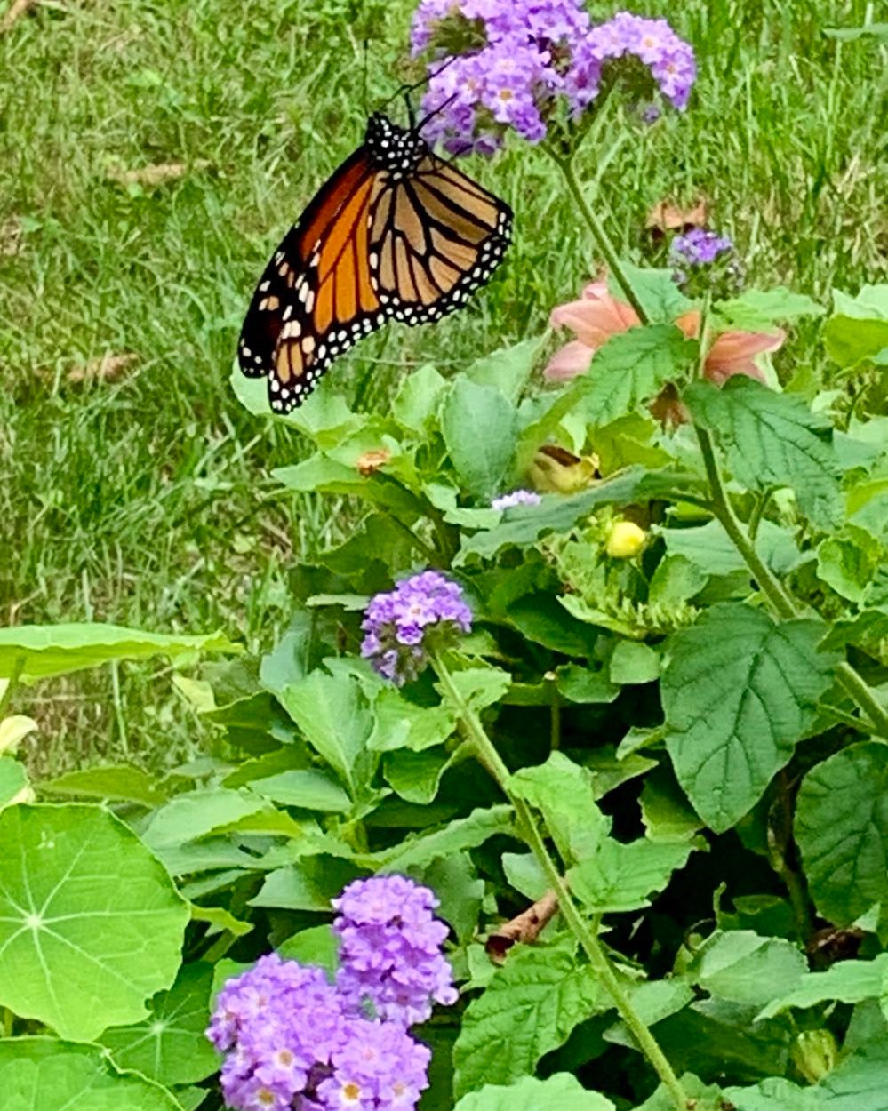 Just arrived from #rolling_fatties. From the chrysalis on the molding. Three more there to hatch. #kingfieldmaine #rollingfatties #orcuttphotography
