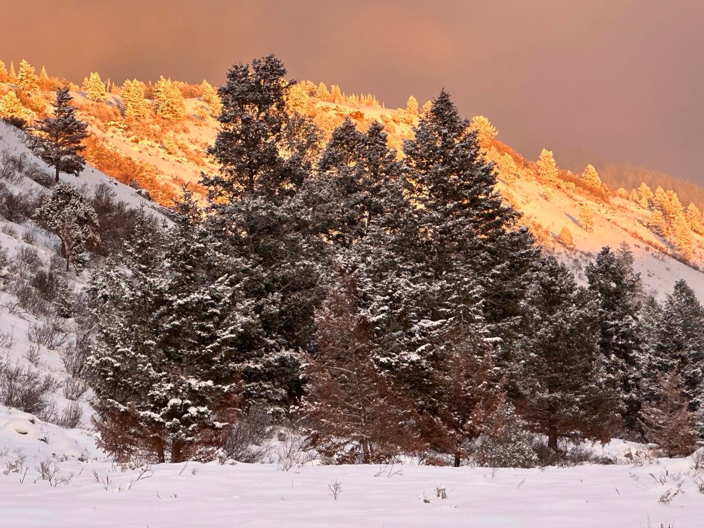 Late afternoon sunlit wall of Teton Canyon coming back from my ski outing today. A spectacular place in almost any kind of weather! #tetoncanyonwyoming #orcuttphotography.danstpeter.com #wintersunlight #tetonvalley #bestofrhegemstate