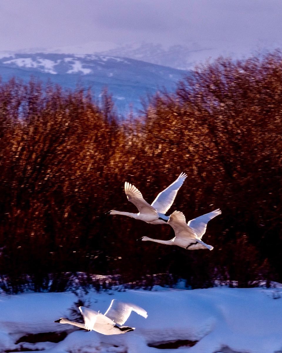 Trumpeter Swans (Cygnus Buccinator) lifting off the Teton River in Tetonia, Idaho on a spectacular winter morning. Cindy Orcutt managed to sneak up on these magnificent birds, the heaviest living bird native to North American, and photographed them just as they took flight. #trumpeterswans #Tetonia Idaho #tetonriver #orcuttphotography.danstpeter.com #bestofthegemstate