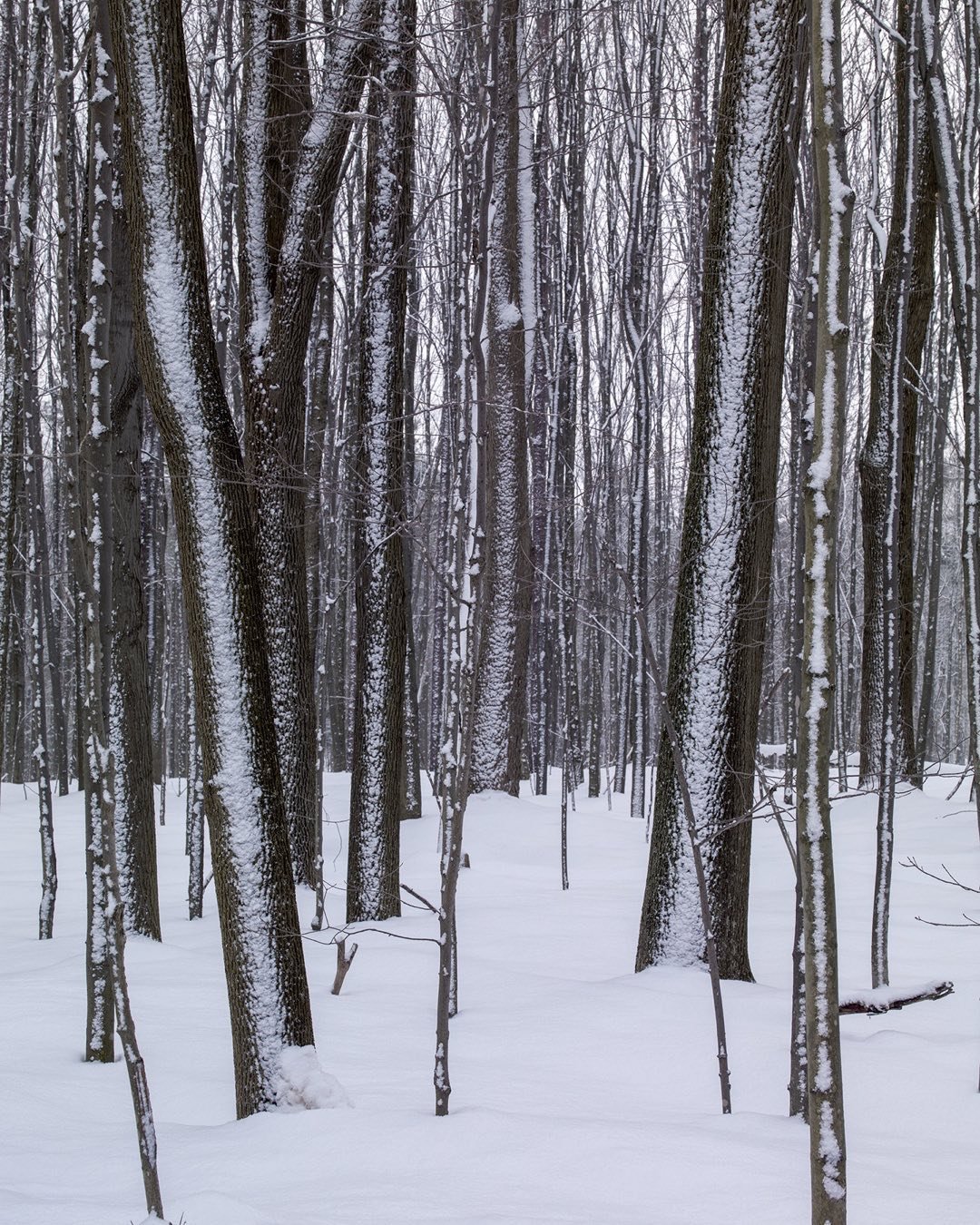 Tree trunks after an overnight snow storm are provided with additional definition with snow on the side facing the wind driven snow. The ethereal nature of this scene evoked a sense of solitude and completeness in the winter forest in western New York State a few years ago. #westernnewyorkstate #solitude #winterphotography #orcuttphotography.danstpeter.com