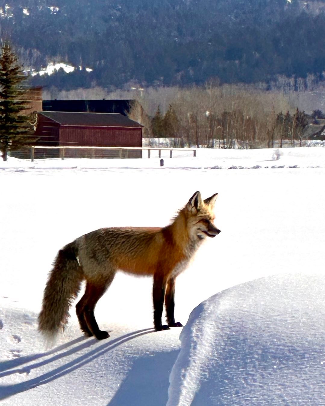 This handsome fox showed up in our backyard this morning, undisturbed by the openness in the light of day. We enjoyed watching its nimbleness as it moved across the snowy field behind our house in Driggs, Idaho #driggsidaho tetonvalleyidaho #bestofthegemstate #foxintheyard #orcuttphotography.danstpeter.com