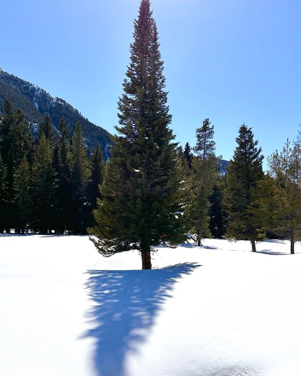 Beautiful bluebird day in Teton Canyon yesterday. Groomed ski trail was in good condition and skis were fast! Saw one moose near the end of the trail, a young bull.  #tetoncanyonidaho #bestofthegemstate #nordicskiidaho #orcuttphotography.danstpeter.com #tvtaptetonvalley #tetonvalleytrailsandpathways