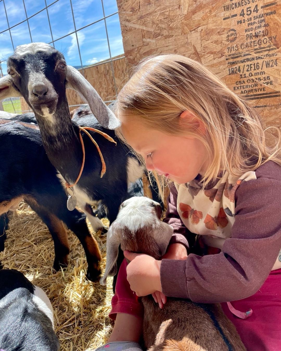 Granddaughter, Abby, hugging a baby goat at Winter Winds Farm in Victor, Idaho. #tetonvalleyidaho #victoridaho #winterwindsfarm #bestofthegemstate #orcuttphotography.danstpeter.com