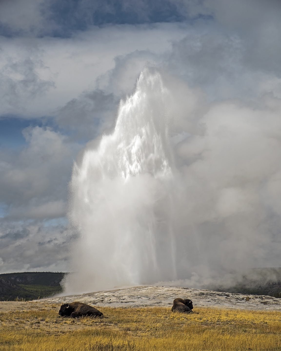Old Faithful with a couple of visitors enjoying the warmth. Photo from a couple of years ago after the tourist season had ended. #yellowstonenatpark #oldfaithful #bisonatoldfaithful #nationalparkphotography