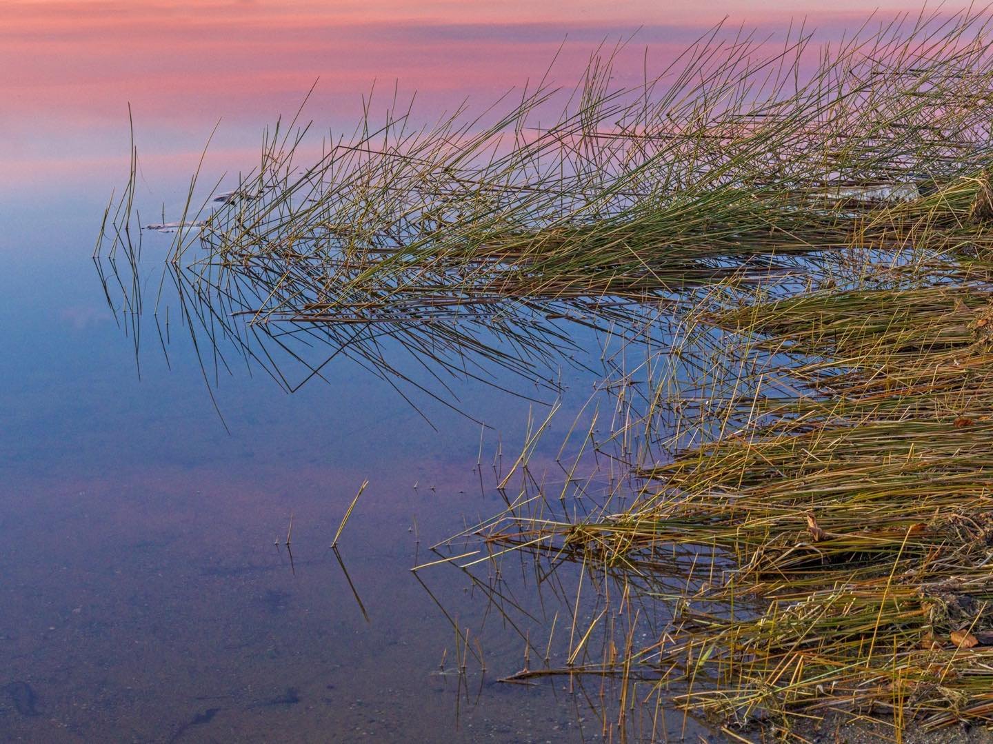 Evening reflected pink light and shore edge grasses on Flagstaff Lake in autumn. #flagstafflakemaine #westernmaine #eustismaine #reflection