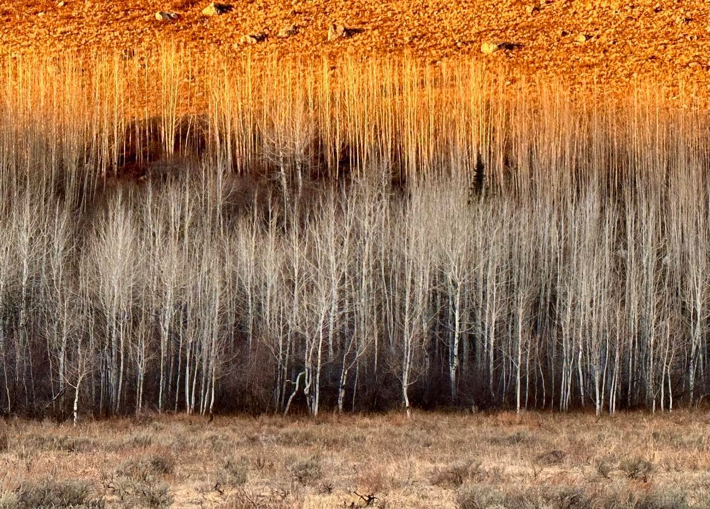 Silver and Gold - a stand of Aspen in Teton Canyon late this afternoon. The lower row is in shadow with the back row still in sunlight. Aspens grow in clonal colonies often derived from a single seedling, and spread from the rhizomatic nature of their root system, sending up suckers that become full trees.