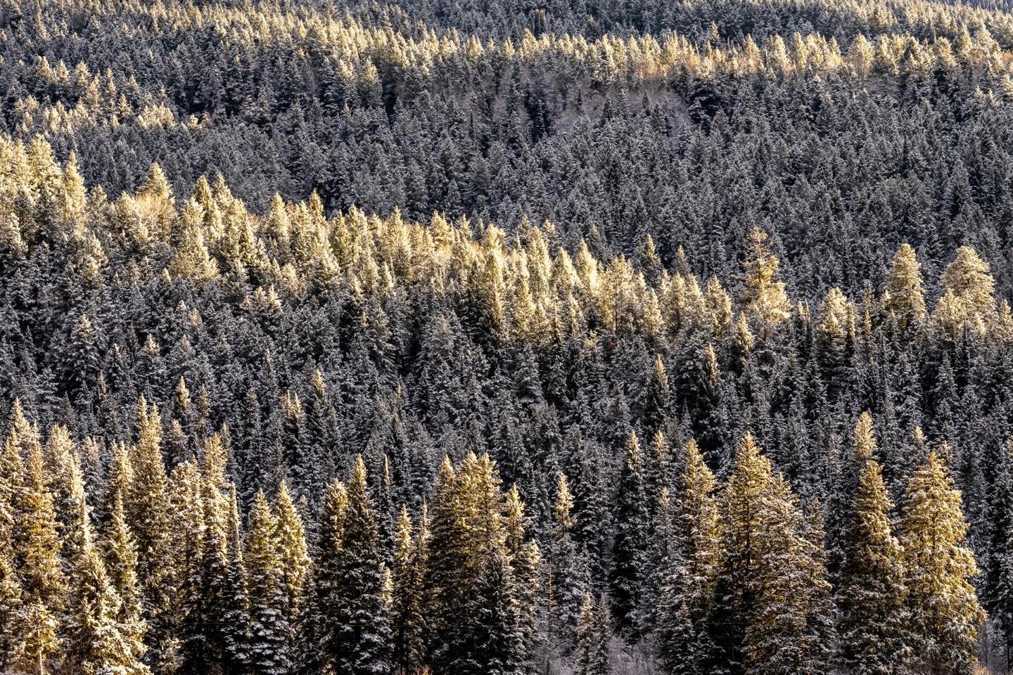The forested entrance hills to Teton Canyon are banded by late afternoon sunlight highlighting the ridge tops.